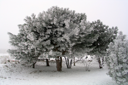 Tree Covered with Snow Photograph Print 100% Australian Made