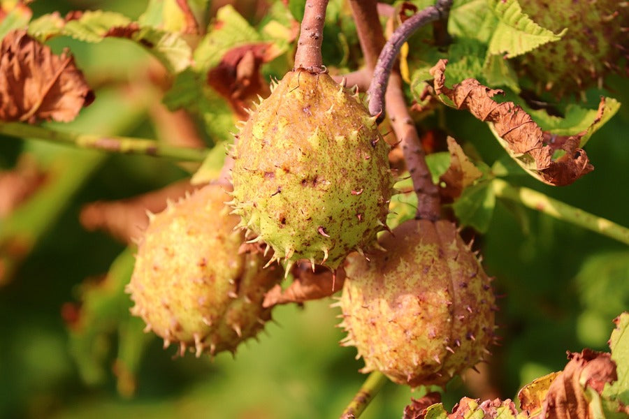 Chestnuts Fruit Tree Photograph Print 100% Australian Made