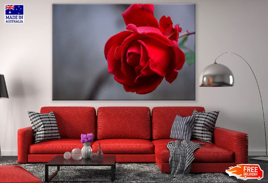 Red Rose Closeup Photograph Print 100% Australian Made