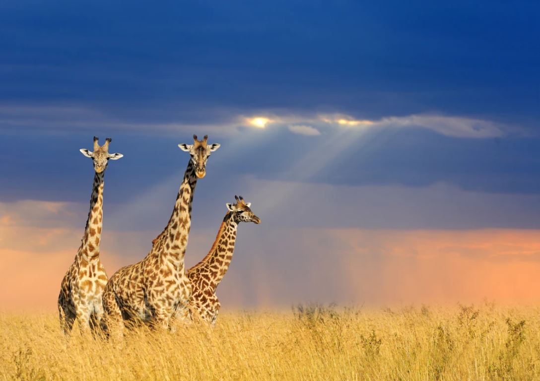 Giraffes in Field Photograph Home Decor Premium Quality Poster Print Choose Your Sizes
