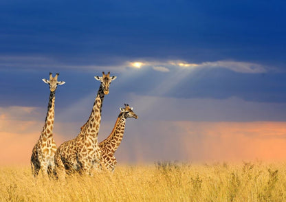 Giraffes in Field Photograph Home Decor Premium Quality Poster Print Choose Your Sizes