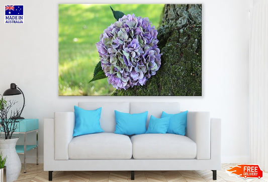 White & Purple Hydrangea Flower Closeup Photograph Print 100% Australian Made