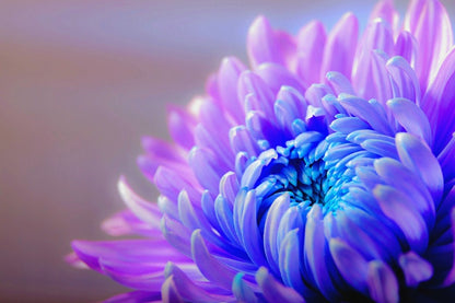 Purple Blue Chrysanthemum Flower Closeup Photograph Print 100% Australian Made