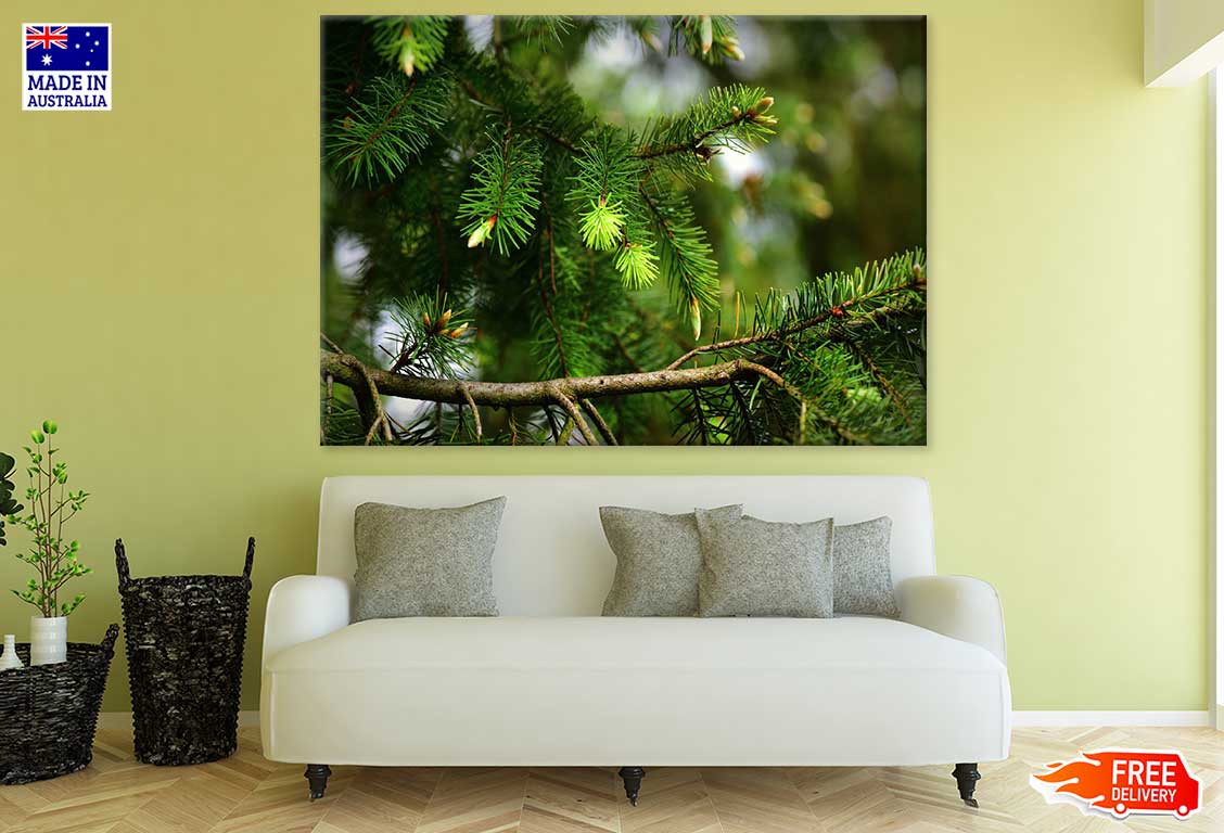 Pine Tree Closeup Photograph Print 100% Australian Made