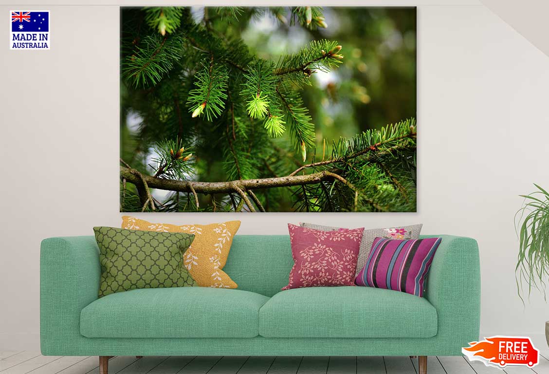 Pine Tree Closeup Photograph Print 100% Australian Made