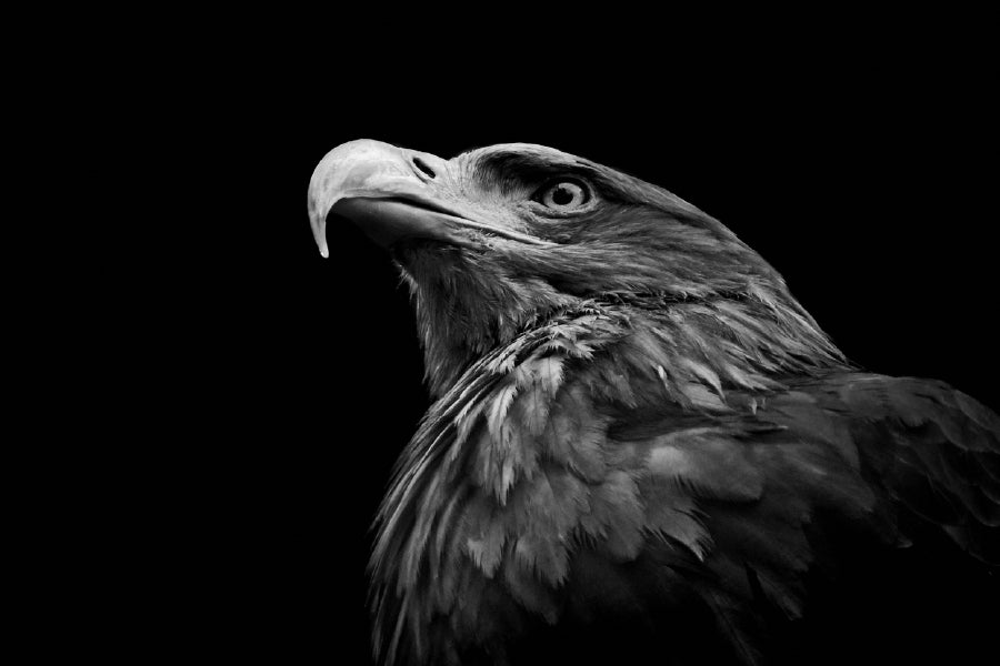 Eagle Face Closeup B&W Photograph Print 100% Australian Made