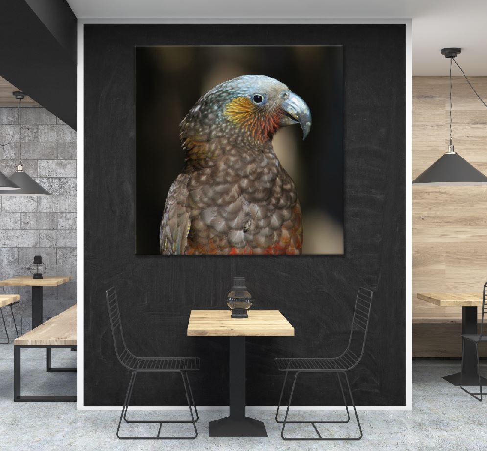 Square Canvas Spectacular Parrots Closeup View Photograph High Quality Print 100% Australian Made