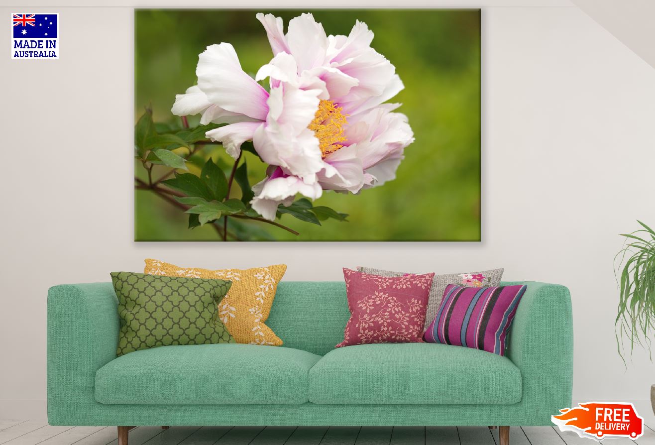 White Pink Peony Flower With Leaves Photograph Print 100% Australian Made