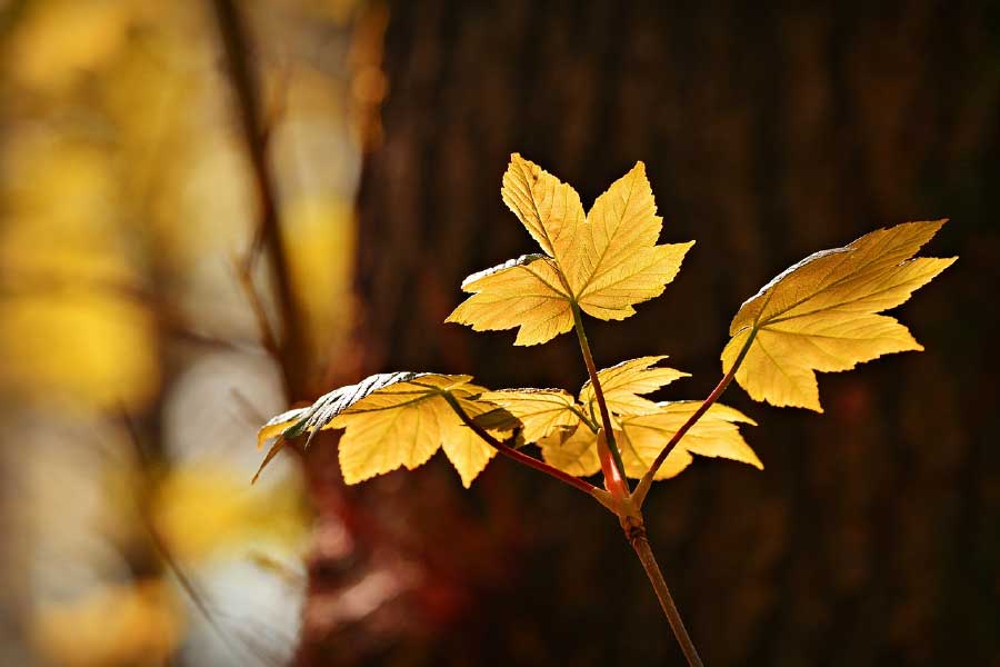 Autumn Leaves Photograph Print 100% Australian Made