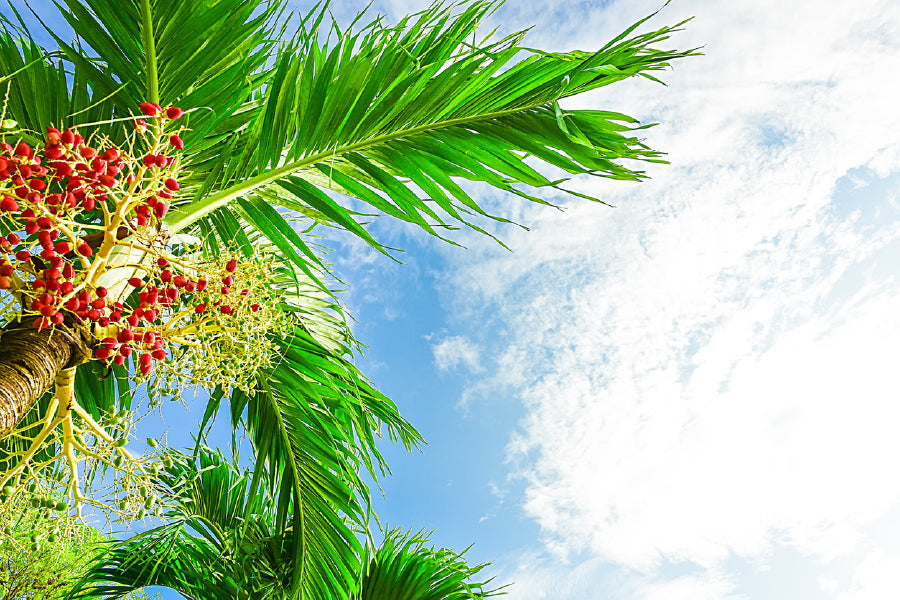 Palm Tree with Red Nuts View Photograph Print 100% Australian Made