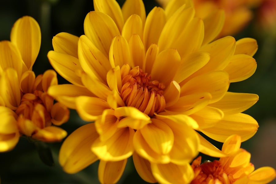 Yellow Chrysanthemum Flower Photograph Print 100% Australian Made