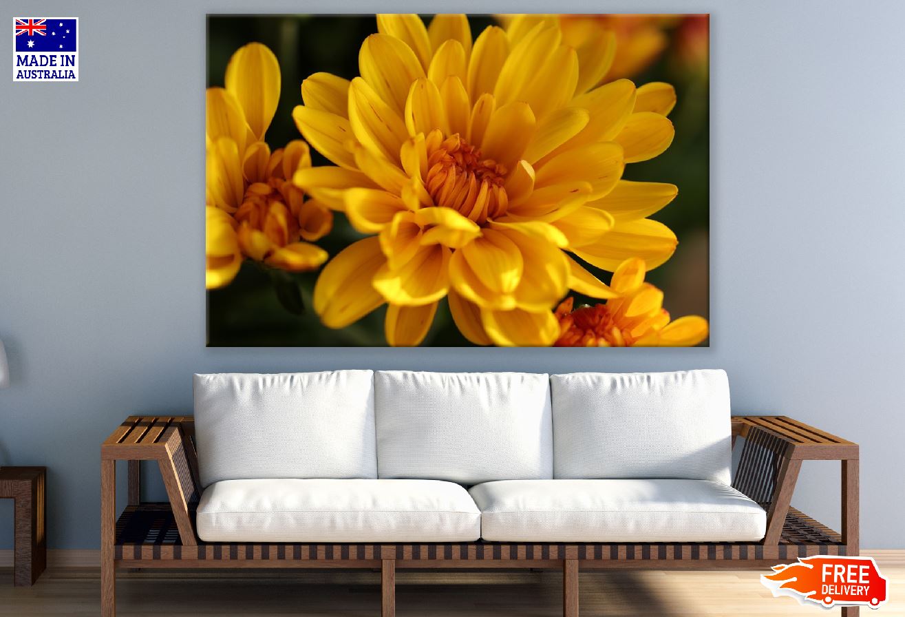 Yellow Chrysanthemum Flower Photograph Print 100% Australian Made