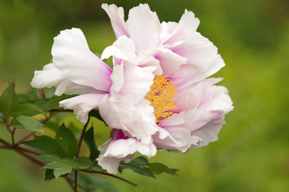 White Pink Peony Flower With Leaves Photograph Print 100% Australian Made