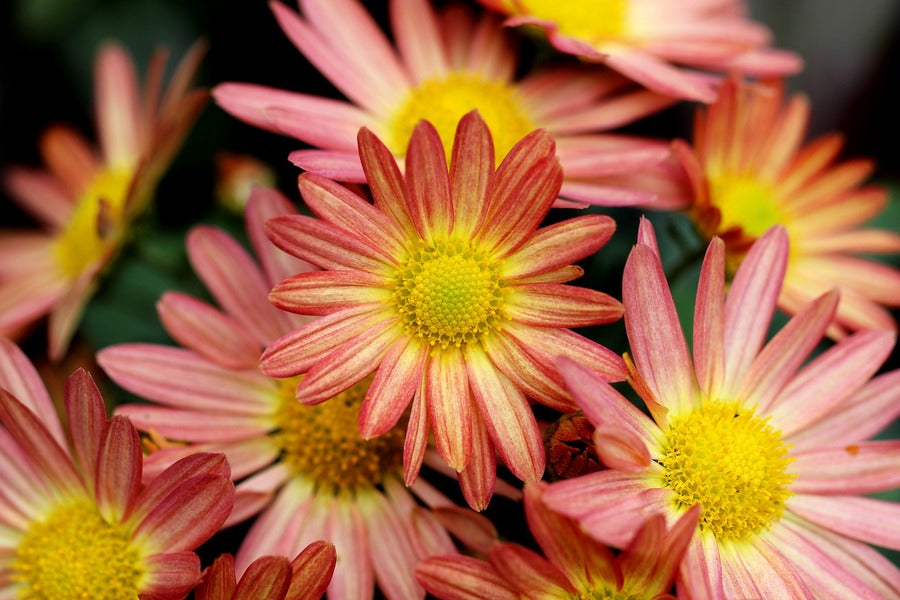 Rose Pink Chrysanthemums Flowers Photograph Print 100% Australian Made