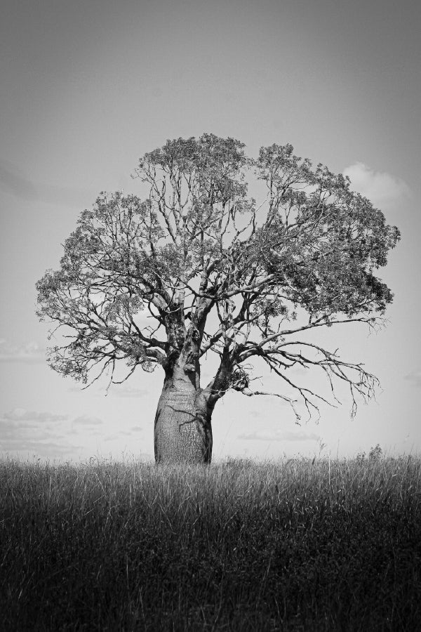 Big Old Tree on Grass Field B&W Photograph Print 100% Australian Made