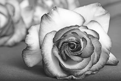 Rose Flower View B&W Photograph Print 100% Australian Made