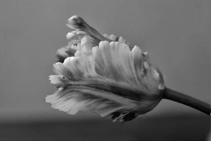 Parrot Tulip B&W View Photograph Home Decor Premium Quality Poster Print Choose Your Sizes