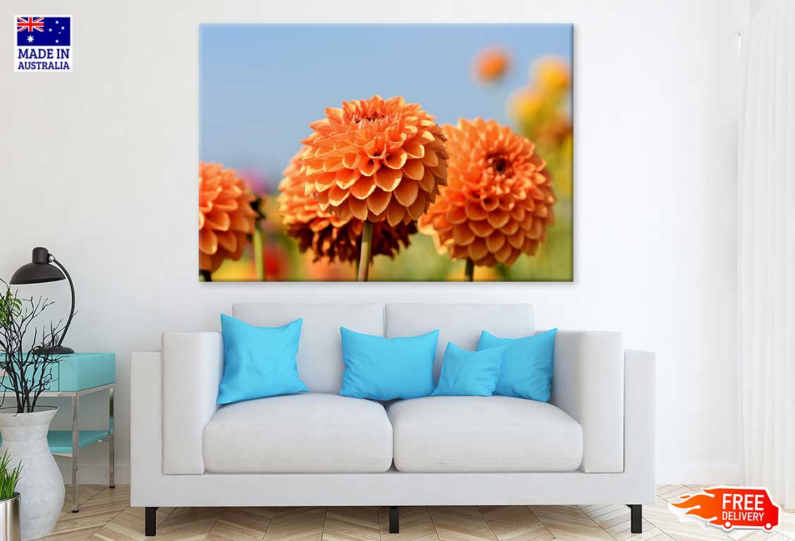 Orange Dahlia Flower Closeup View Photograph Print 100% Australian Made