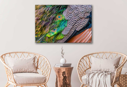 Bella Home Peacock Feathers Close Up Photography Print Canvas Ready to hang