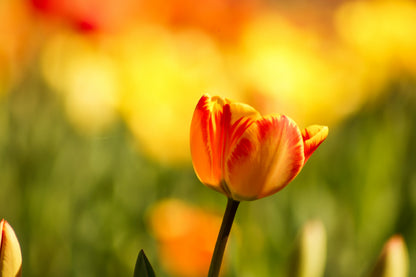 Orange Tulip Closeup View Photograph Print 100% Australian Made