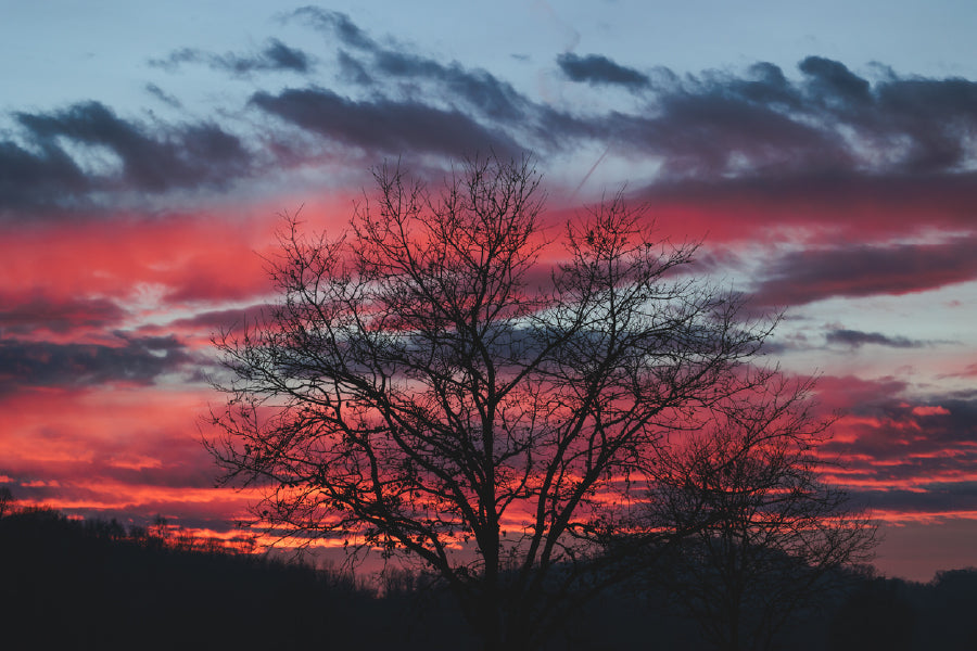 Dead Tree & Red Sky View Photograph Print 100% Australian Made