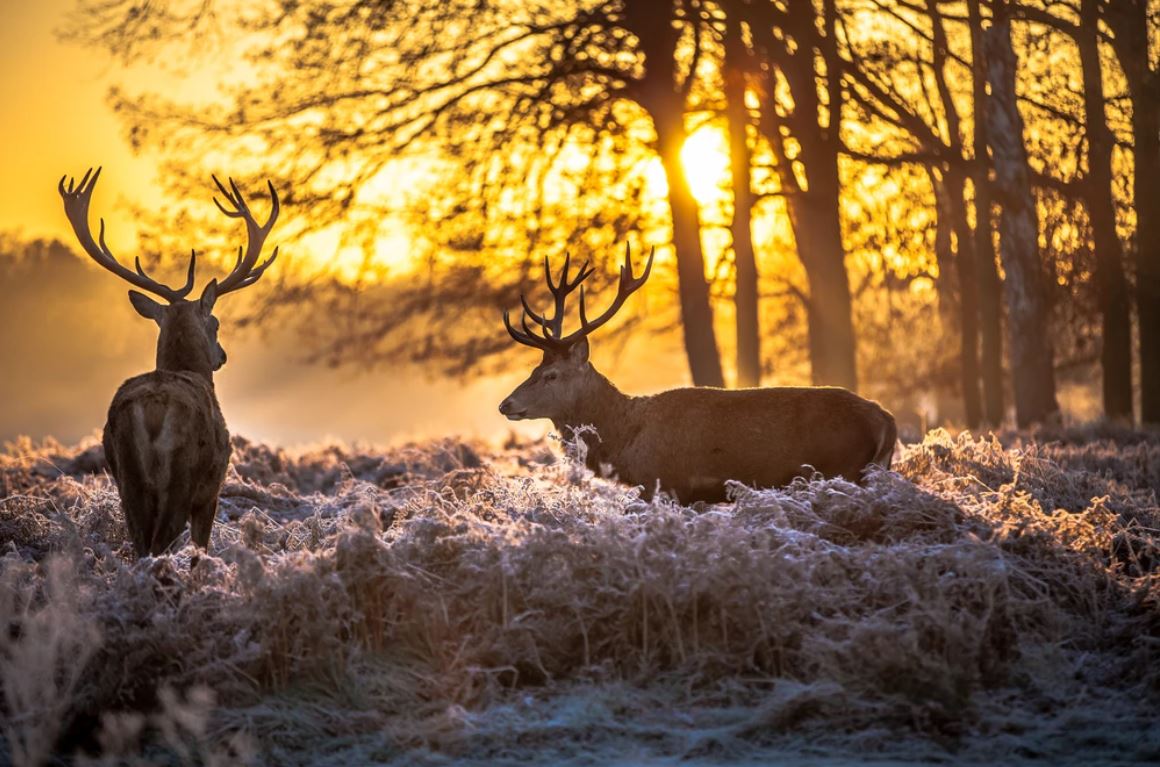 Deers in Forest at Sunset Photogrpah Home Decor Premium Quality Poster Print Choose Your Sizes