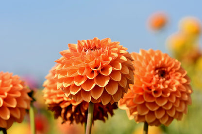 Orange Dahlia Flower Closeup View Photograph Print 100% Australian Made