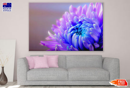 Purple Blue Chrysanthemum Flower Closeup Photograph Print 100% Australian Made