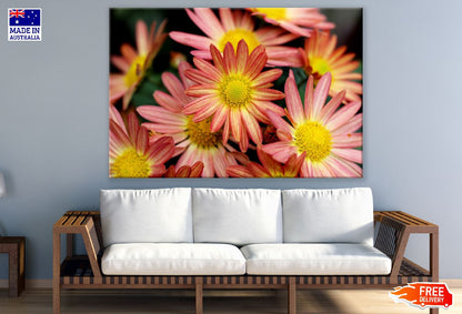Rose Pink Chrysanthemums Flowers Photograph Print 100% Australian Made