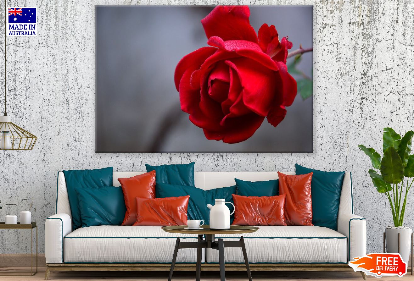Red Rose Closeup Photograph Print 100% Australian Made