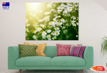 Summer White Daisy Field View Photograph Print 100% Australian Made