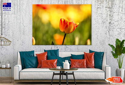 Orange Tulip Closeup View Photograph Print 100% Australian Made