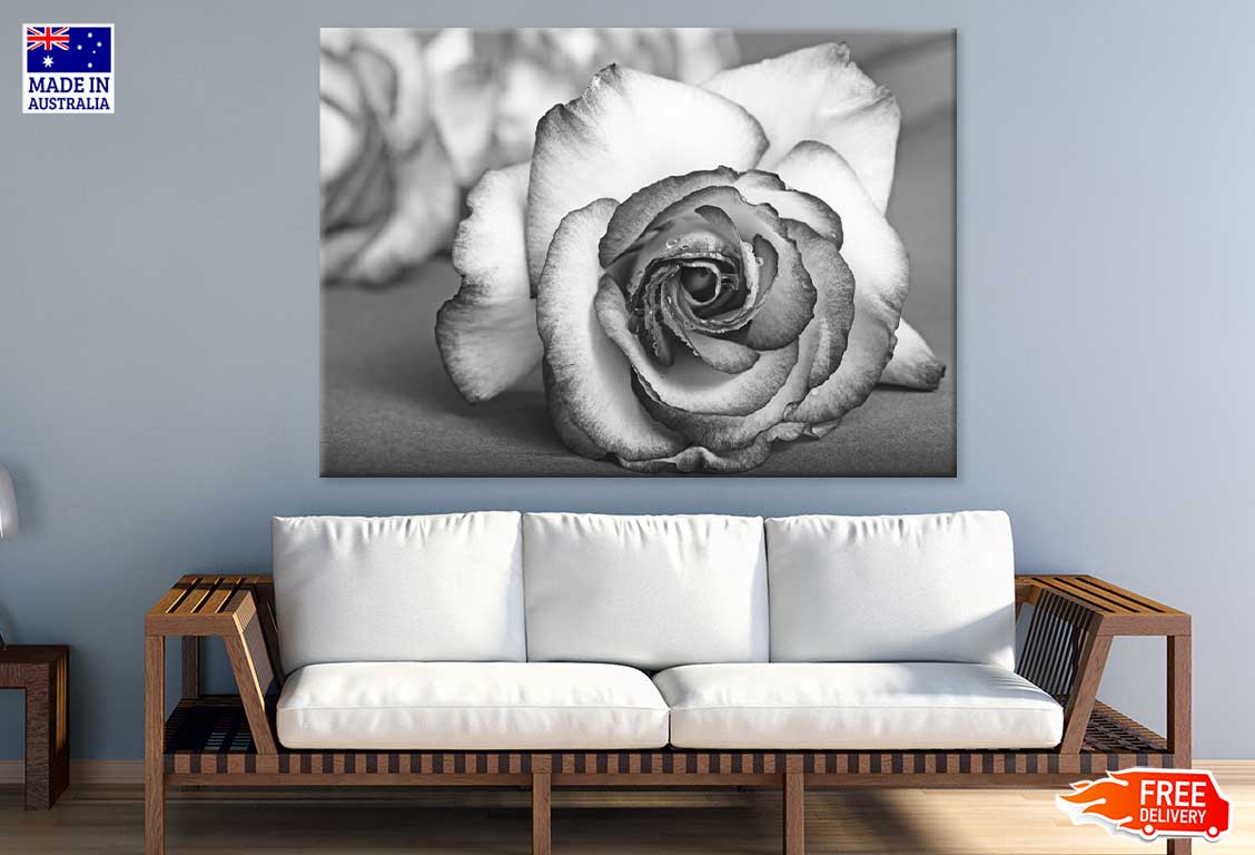 Rose Flower View B&W Photograph Print 100% Australian Made