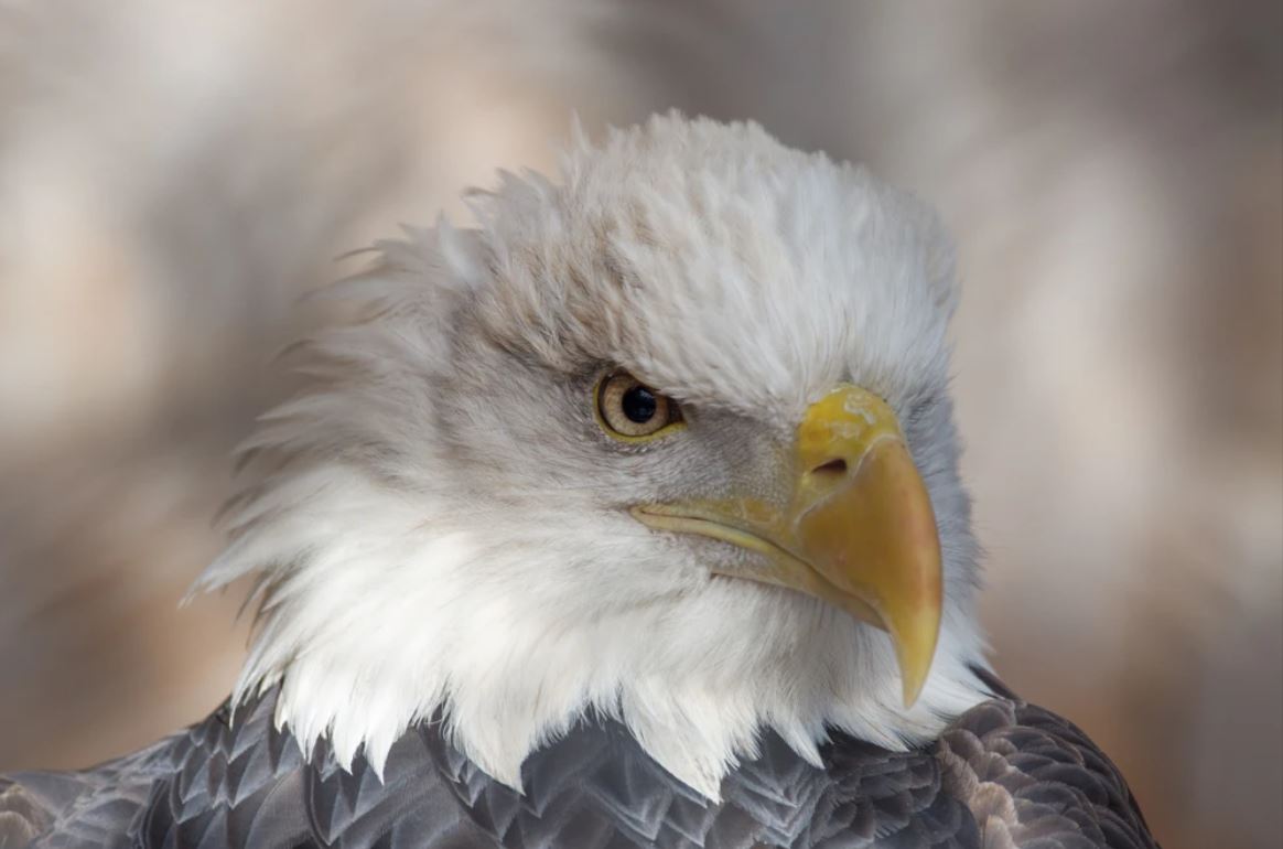 Eagle Face Portrait Photograph Home Decor Premium Quality Poster Print Choose Your Sizes