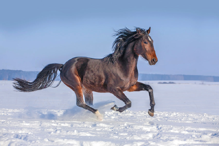 Horse Running over Snow Field View Photograph Print 100% Australian Made