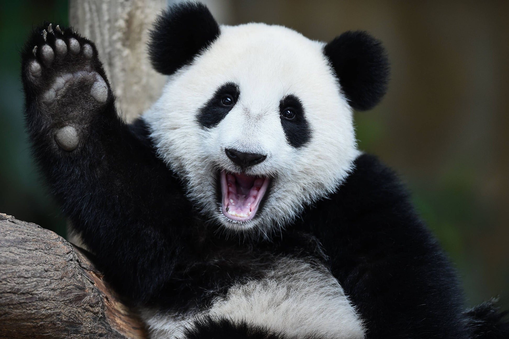 Panda Waving Photograph Print 100% Australian Made