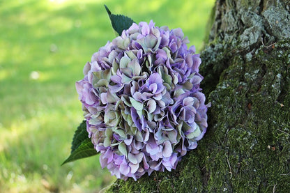 White & Purple Hydrangea Flower Closeup Photograph Print 100% Australian Made