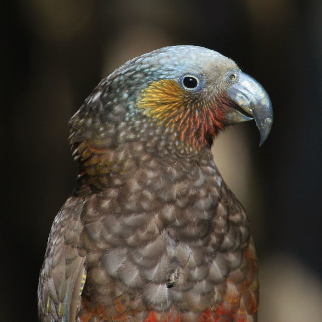 Square Canvas Spectacular Parrots Closeup View Photograph High Quality Print 100% Australian Made