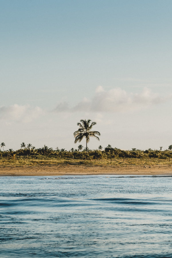 Palm Trees Beach Cloudy Sky View Photograph Print 100% Australian Made
