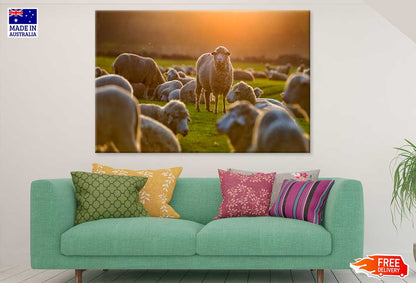 Sheep On Grass Field Photograph Print 100% Australian Made