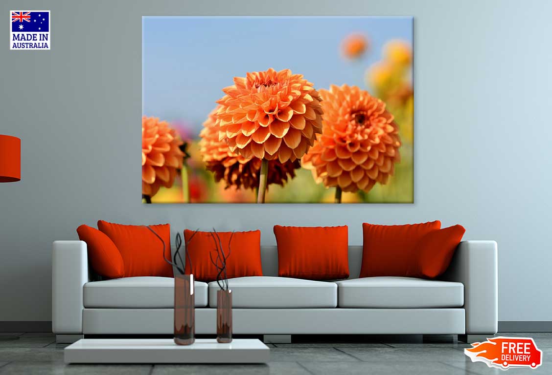 Orange Dahlia Flower Closeup View Photograph Print 100% Australian Made