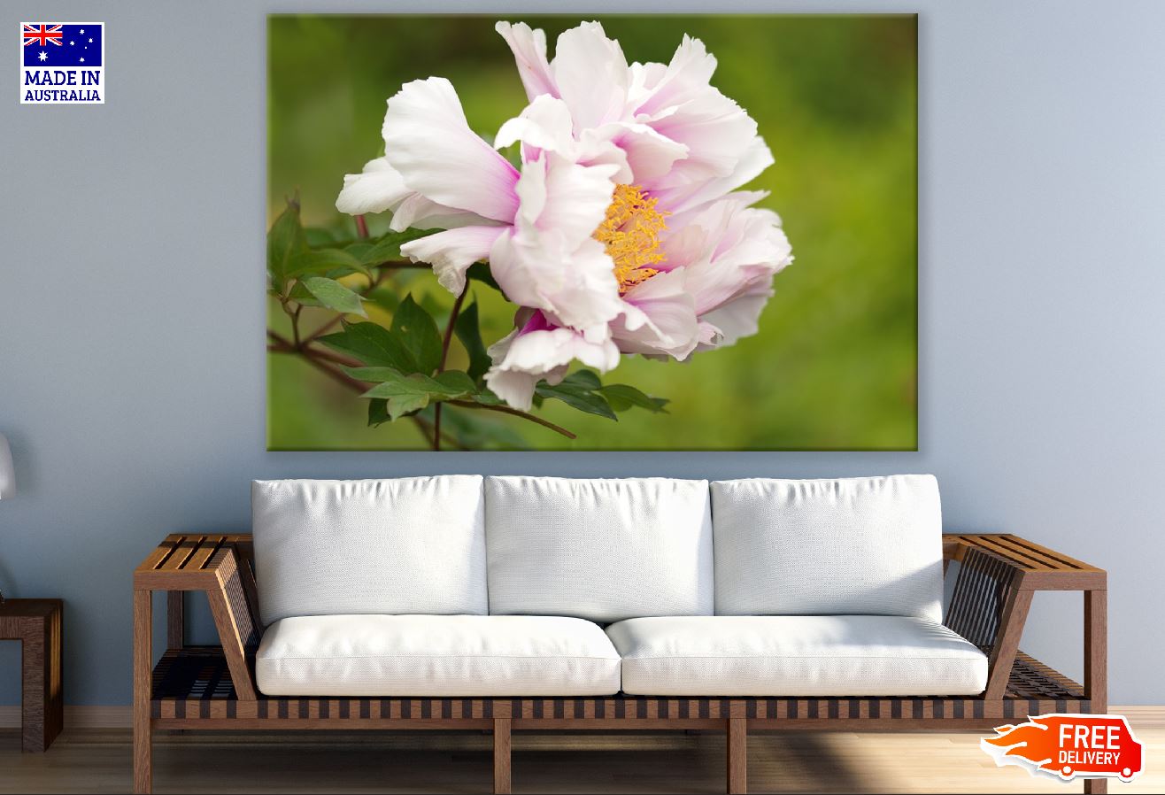 White Pink Peony Flower With Leaves Photograph Print 100% Australian Made