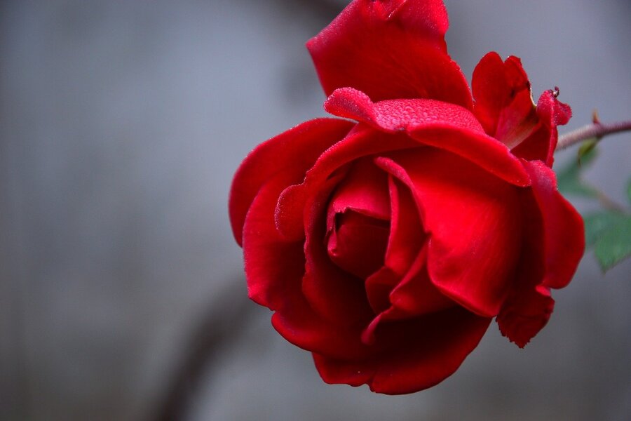 Red Rose Closeup Photograph Print 100% Australian Made