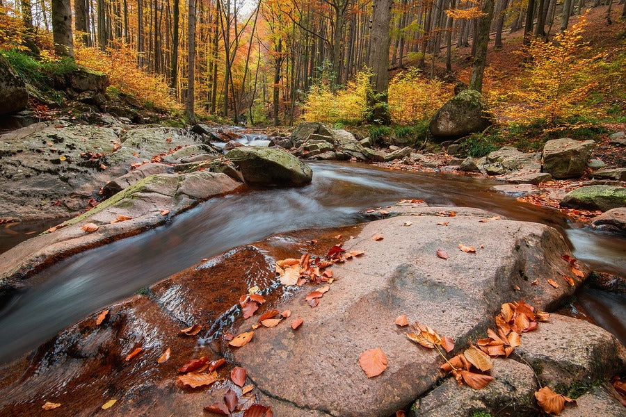 Mountain River in the Autumn Forest Photograph Print 100% Australian Made