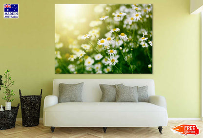 Summer White Daisy Field View Photograph Print 100% Australian Made