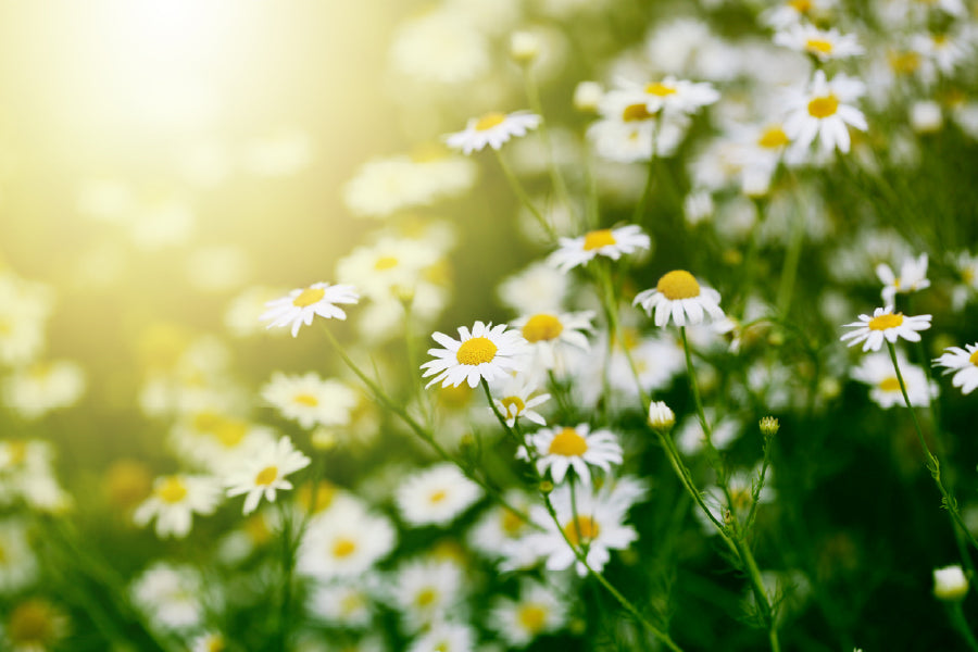 Summer White Daisy Field View Photograph Print 100% Australian Made