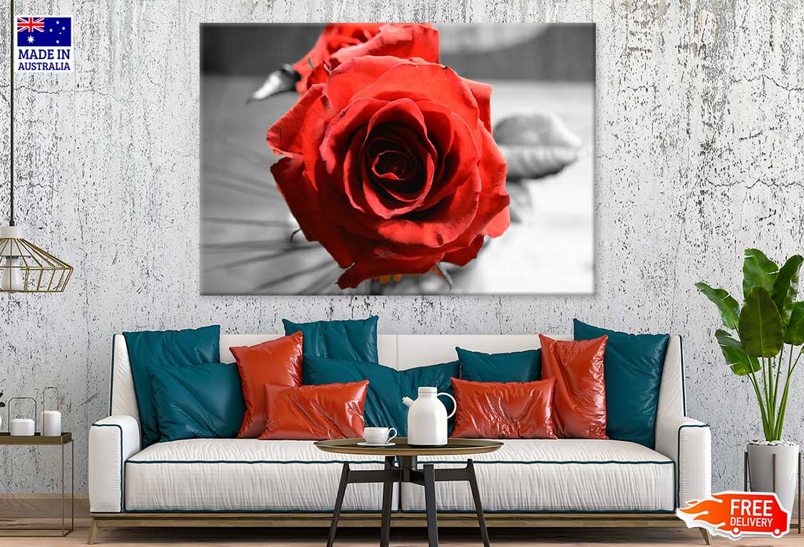 Red Rose with B&W View Photograph Print 100% Australian Made