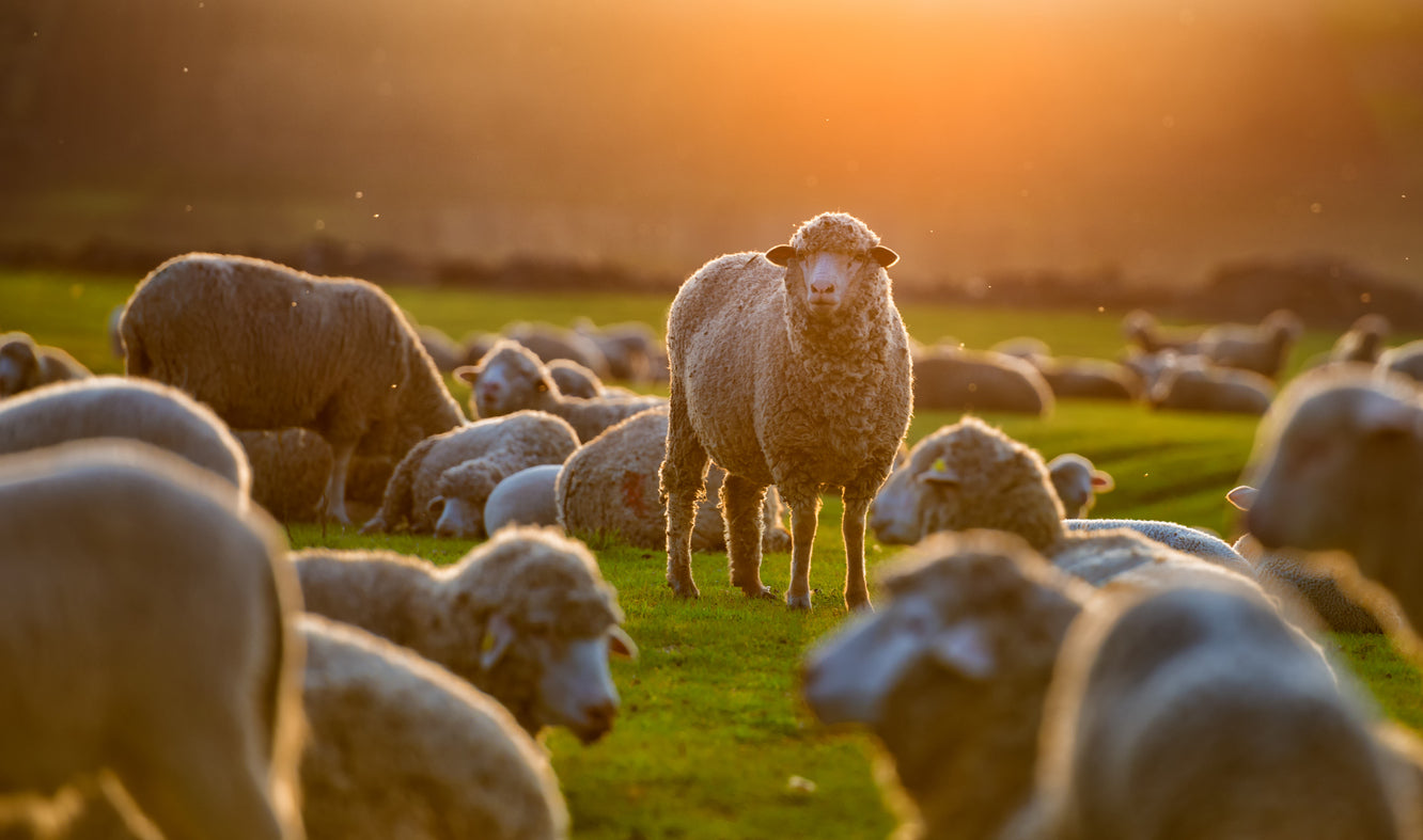 Sheep On Grass Field Photograph Print 100% Australian Made