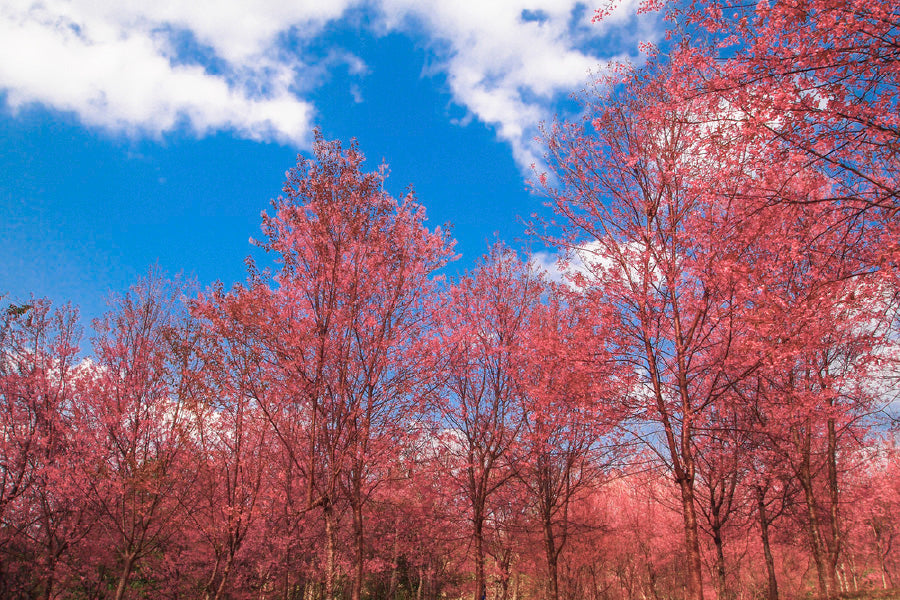 Pink Autumn Trees & Blue Sky Photograph Print 100% Australian Made