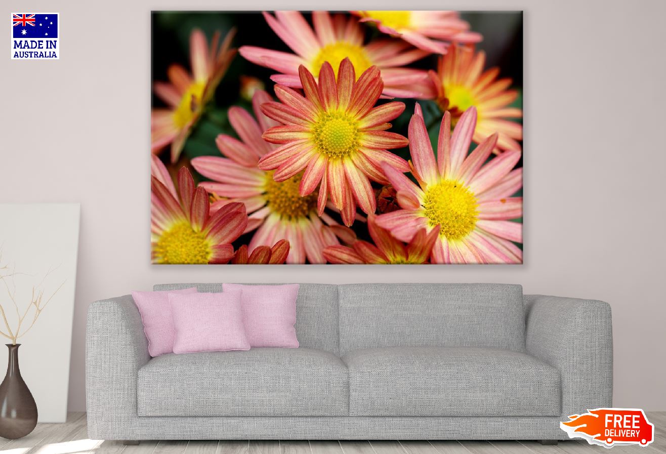 Rose Pink Chrysanthemums Flowers Photograph Print 100% Australian Made